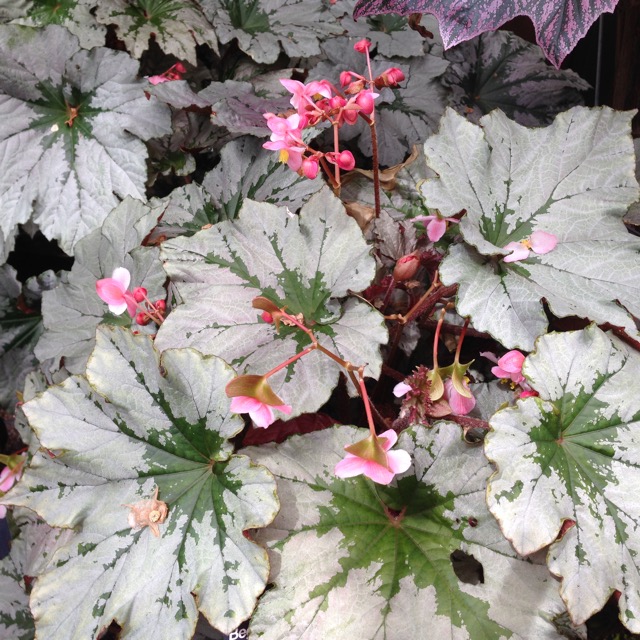 B. ‘Cool Breeze Pewter’